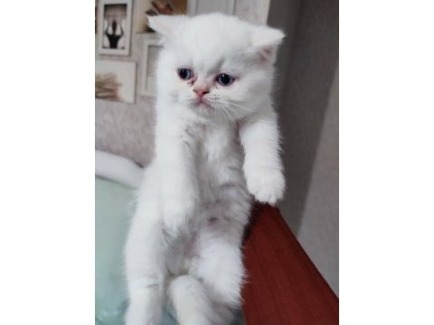 Bal tatlısı küçük exotic shorthair kızımız