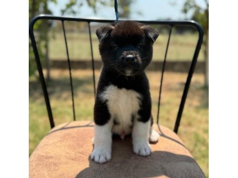 Gerçek akita kalitesiyle tanışın
