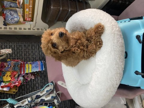 Uyguna3 aylık aşılı toypoodel  yavrumuz 
