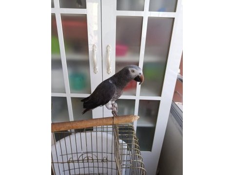 1.5 yaşında konuşan jako papağanı