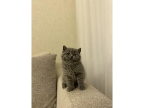 Teslime hazır brıtısh shorthair yavrukar 