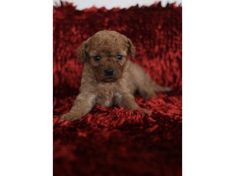 Red toy poodle