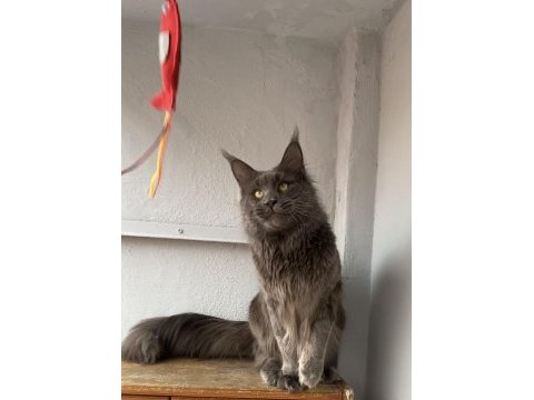 10 kg dev erkek maine coon