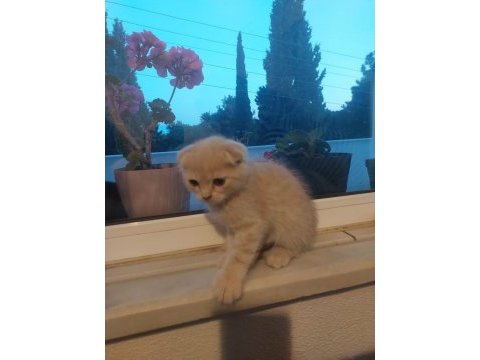 Scottish fold kedileri