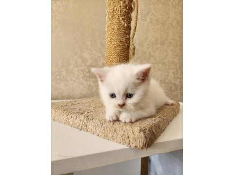 Bembeyaz sevimli scottish fold bebekler (1,5 aylık)