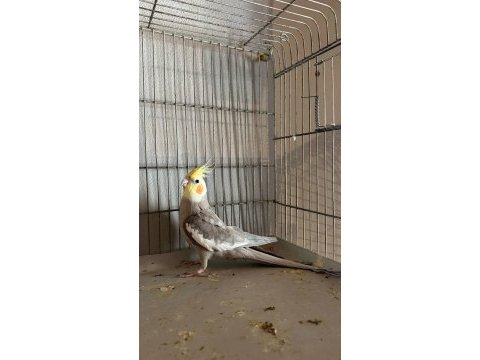 Erkek grey yetişkin sultan papağanı