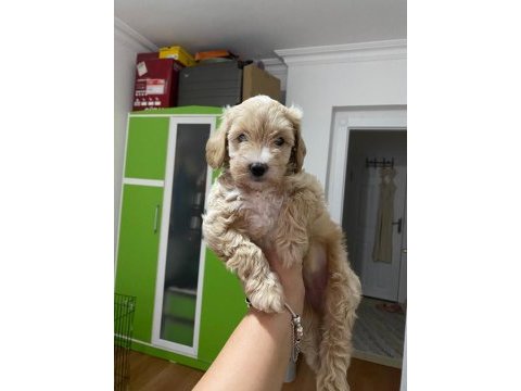 2 aylık dişi maltipoo köpeğimi sahiplendiriyorum