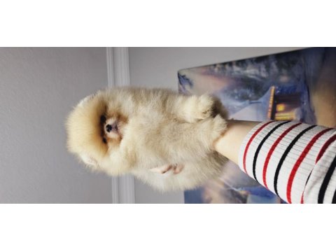 Pomeranian baby face köpeğimiz