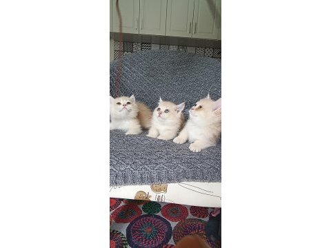 Show kalite british shorthair kediler cy11 cy12