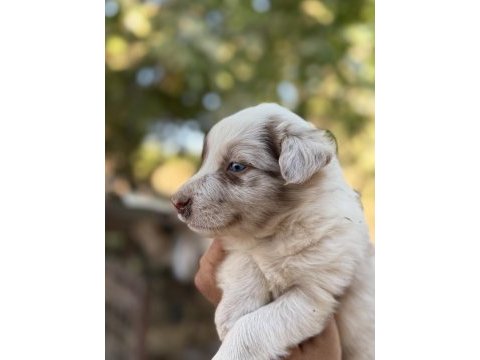 Üreticiden red merle blue merle border collıe