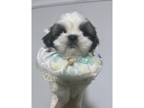 Safkan shih -tzu yavru köpekler