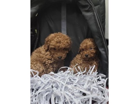 Kaliteli toy poodle yavru köpekler