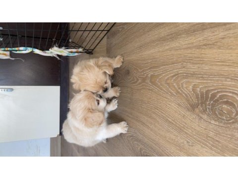Pamuk pekinez köpekler
