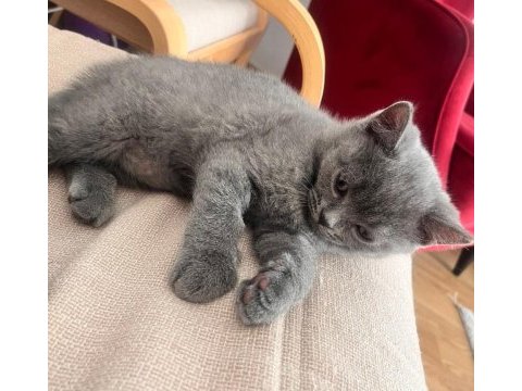 British shorthair