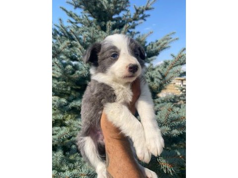 Petmode köpek çiftliğinden border collie yavrular