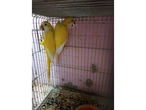 Lutino monk garantili takım citas belgesi mevcut
