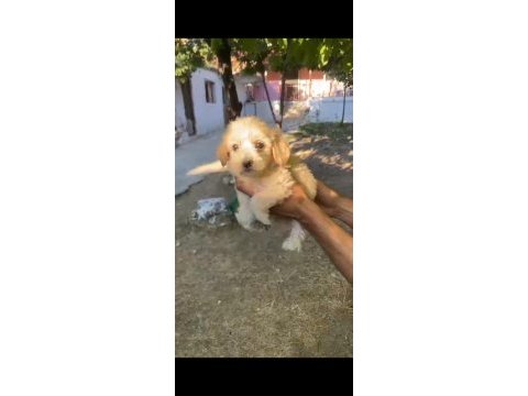 45 günlük erkek dişi maltipoo bebekler