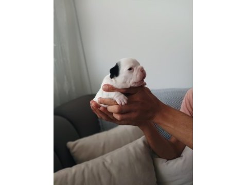 Full maske french bulldog bebekler