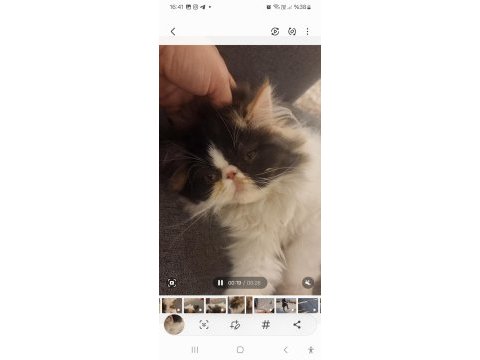 Ender bulunan yüz hatlarına sahip iyi huylu kedimiz