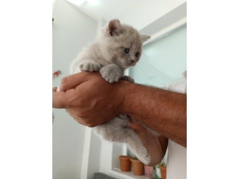 Orjinal british shorthair yavrularım