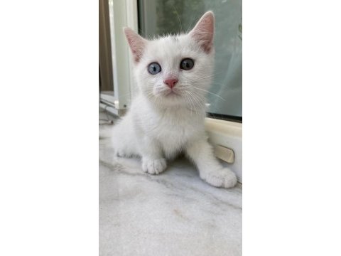Bir gözü mavi diğer gözü yeşil kedimiz