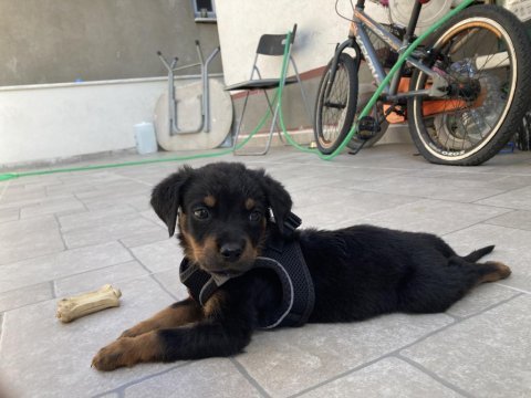 Yavru erkek rottweiler