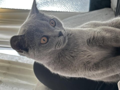 3-4 aylık british shorthair evcil