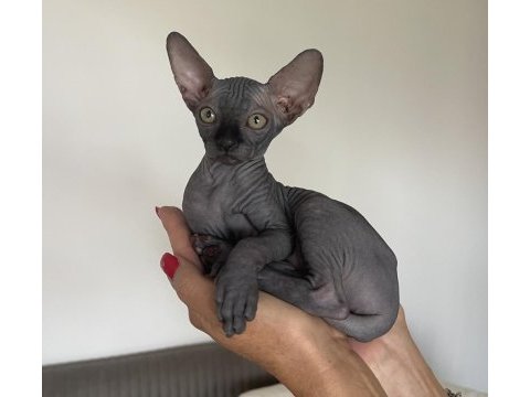 Sphynx sfenks tüysüz dişi erkek yavruları