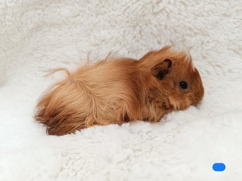 Guineapig bebekler