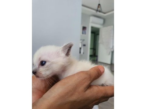 3 aylık siyam kedisi yavrular