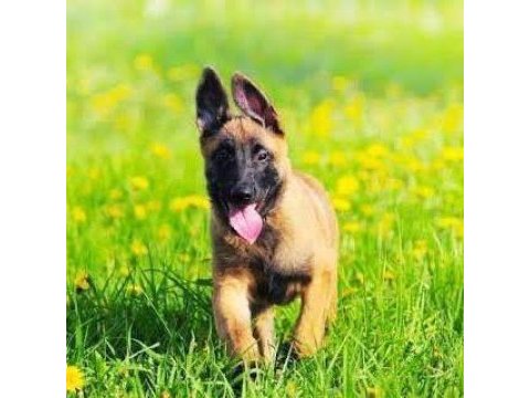 Param güvende ile tüm türkiyeye kapıda ödemeli malinois