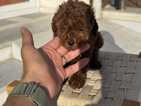 Petmode köpek çiftliğinden tea cup kore poodle
