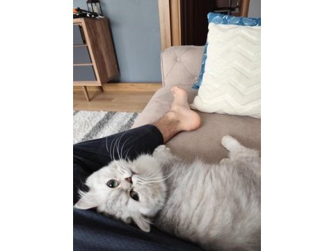 Silver british longhair