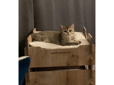 British shorthair tarçın yeni sahibini arıyor