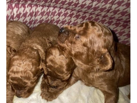 Toy poodle dişi ve erkek yavrular