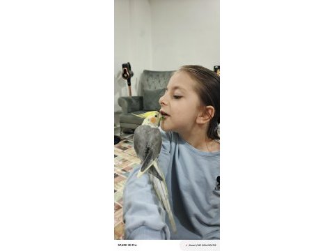 Ev beslemesi kendi evde beslediğim sultan yavrular