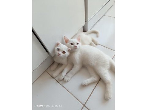 2 adet erkek scottish fold uyguna verilecektir