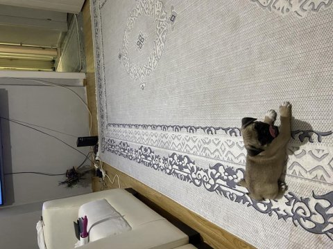 2 yaşında dişi pug