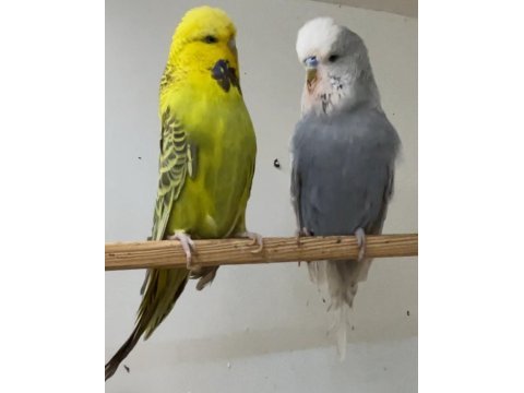 Show jumbo muhabbet kuşu