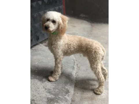 1 yaşına girmek üzere erkek poodle