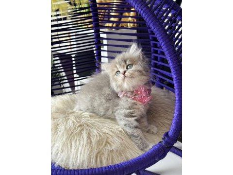 Güzellik abidesi british longhair