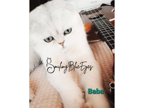 Babalık hakkım cins kedim