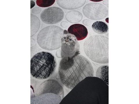 1 yaşında eğitimli scottish fold prenses
