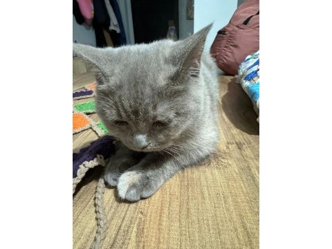 6 aylık british shorthair lilak