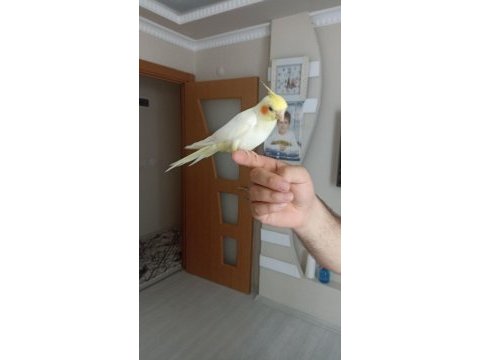 6 aylık erkek full evcil esenyurt elden teslim sultan
