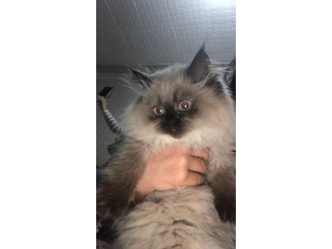 Safkan british shorthair yavruları