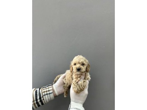 Maltipoo yavrular