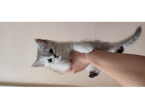2 aylık british shorthair dişi