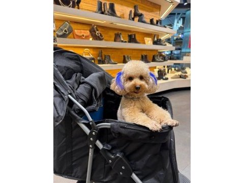 Orijinal toy poodle yavruları