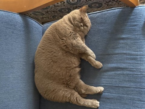Cici british shorthair kızımızı yeni evine uğurlayacağız